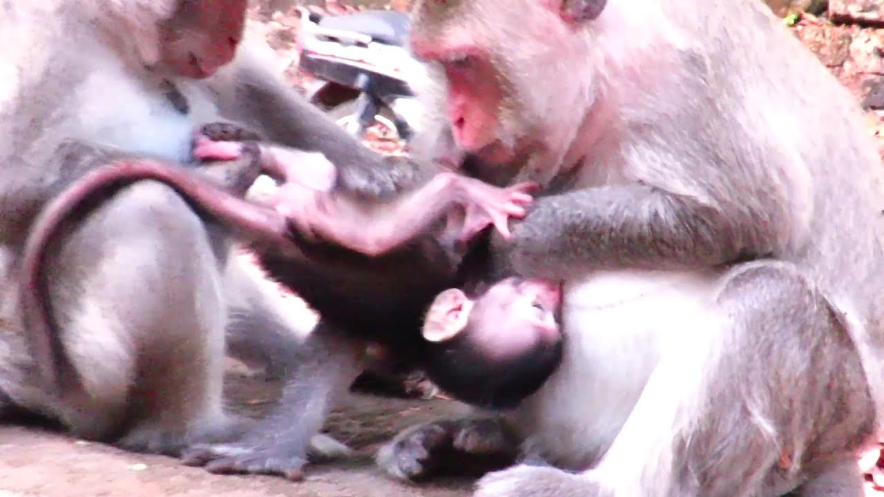 "OMG! Don't Touch My Baby! The Heart-Stopping Moment Every Parent Dreads!"