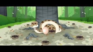 Animantz Ties Up With Monster Distributes Ireland For Fun Run Animationxpress