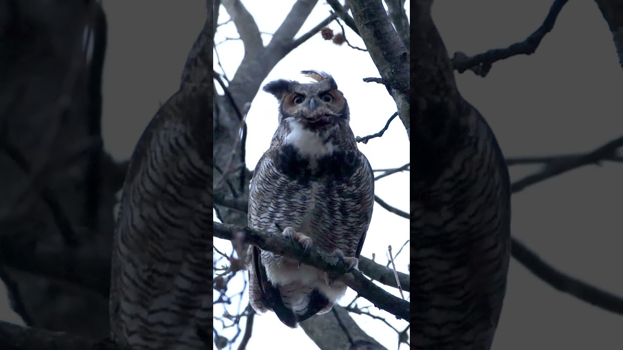 Great Horned Owl Call - 