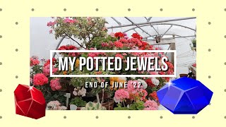 My potted jewels. End of June'22