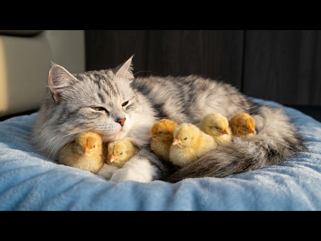 Cat Adopts Baby Chicks And Raises Them Like Her Own | A Perfect Mother For Baby Chicks