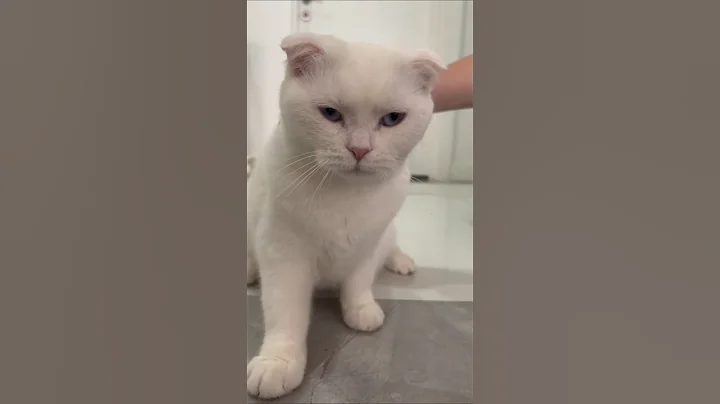 Video 9977271: white british shorthair cat, beautiful british shorthair cat, catlover british