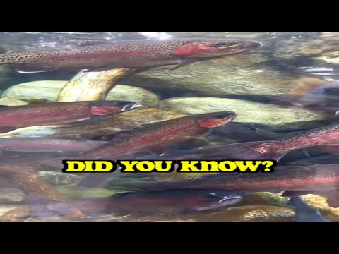 Vídeo: Què és la truita Steelhead vs el salmó?