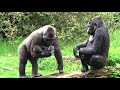 De Apenheul gorilla's, mei 2021: baby Kiango! (Apenheul gorilla's, May 2021: gorillababy Kiango!)