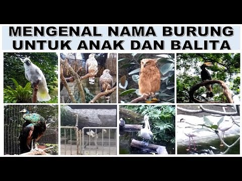 Mengenal Nama Burung untuk Anak dan Balita - Burung Hantu Kakatua Unta