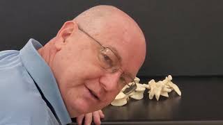 Professor Long 2401 Lab Vertebrae, Sternum, Ribs, Paranasal Sinus models