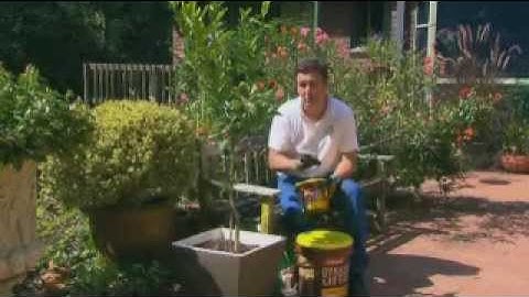 The Garden Gurus - Getting the best out of your citrus trees