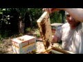 11. Beekeeping. Двух маточные отводки. Цветет подсолнух.