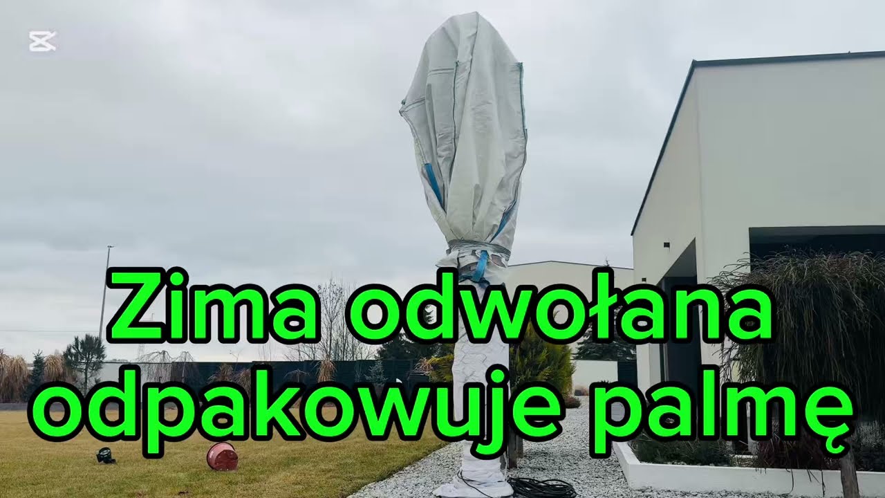 Zima odwołana, odpakowuje Trachycarpusa Fortunei po zimie🌴