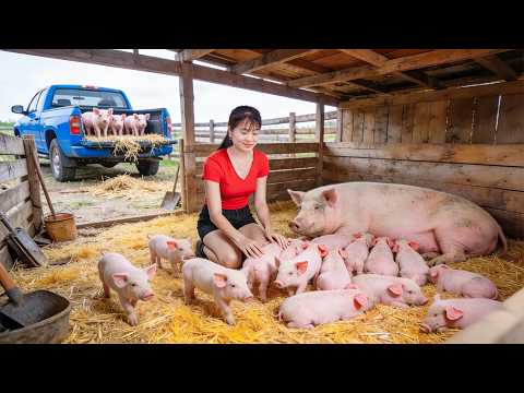 Buy Piglets to Raise Harvesting Cassava for Pig Feed and Renovating the Pig Pen