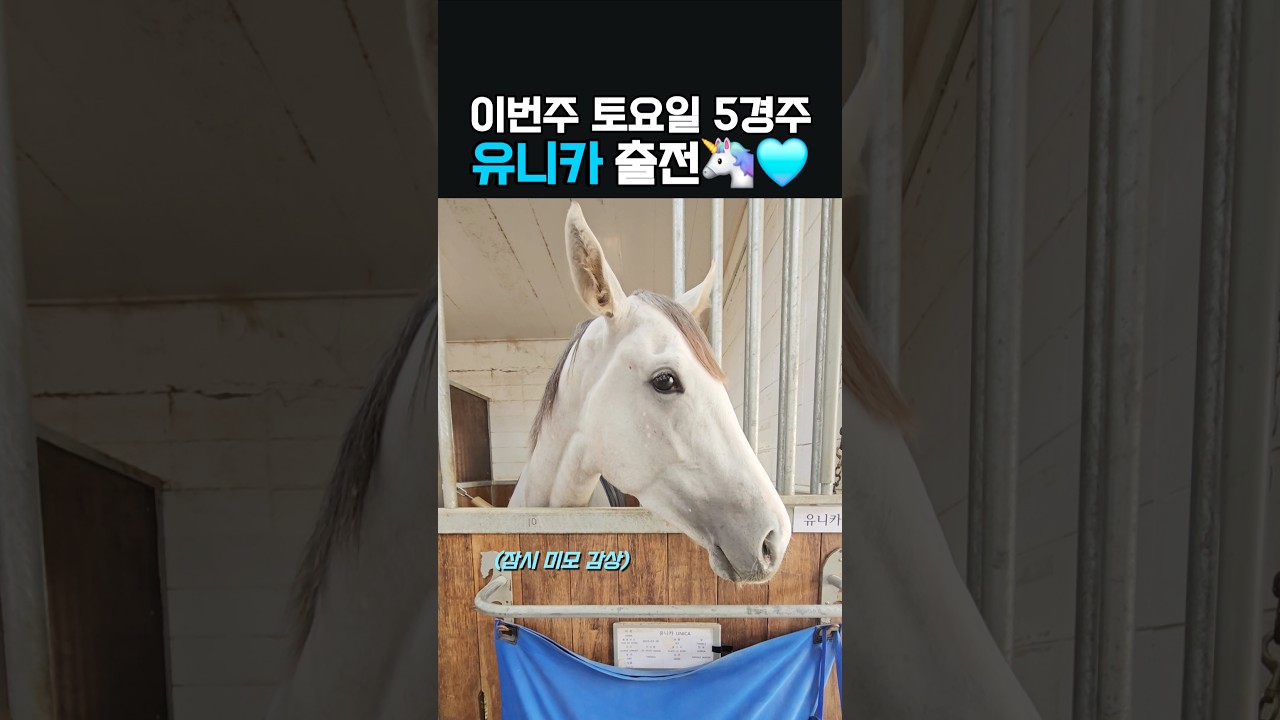 이번주 출전마 소개‼️ #유니카🦄 #토요서울5️⃣경주 #1️⃣번게이트