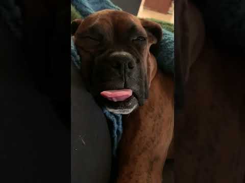 Dog SLEEPS with TONGUE OUT! #shorts