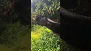 中国荔枝产量最多的5个省，这下知道该买哪的荔枝了吧？ #涨知识 #荔枝 #桂味荔枝 #糯米糍荔枝 #科普知识