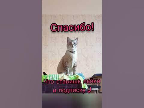 Котик говорит спасибо! - YouTube