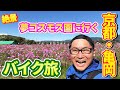 【Vlog】絶景!夢コスモス園でめちゃくちゃ癒されました♪