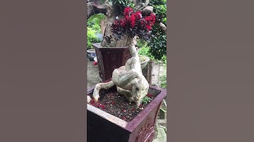 cây bằng lăng siêu đẹp siêu độc đáo