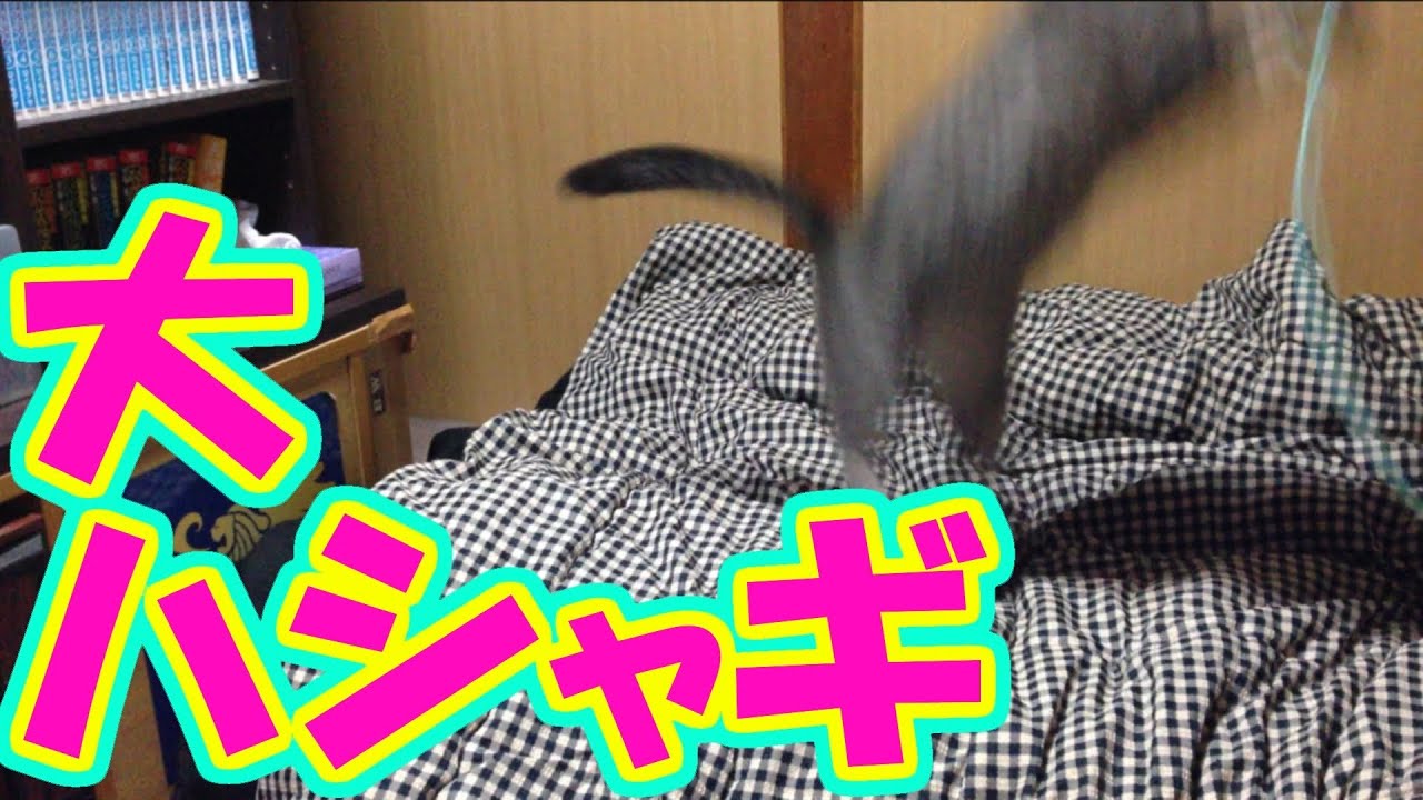 猫動画 超簡単 猫が大喜びで遊ぶ手作りおもちゃ Youtube