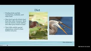 Conservation Conversations: Wed., March 10, 2021. Topic: Wading Birds of South Florida @MiamiDadeExtension