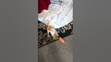 Tiny kitten Loki plays with a catnip banana. #kitten #orangecat #cute #banana #pets