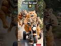 I Spent $100,000 On Funny Cats .. #funny #shorts #cats #animals @MrBeast