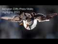 Best of Bempton Cliffs 2022 Ft. Black Browed Albatross, Red Tailed Shrike, Puffins &amp; More