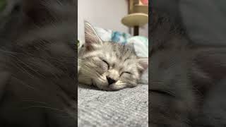 수면유도 잘자요 sleep catnap 냥이 cat 고양이 앙뚜 cute socute