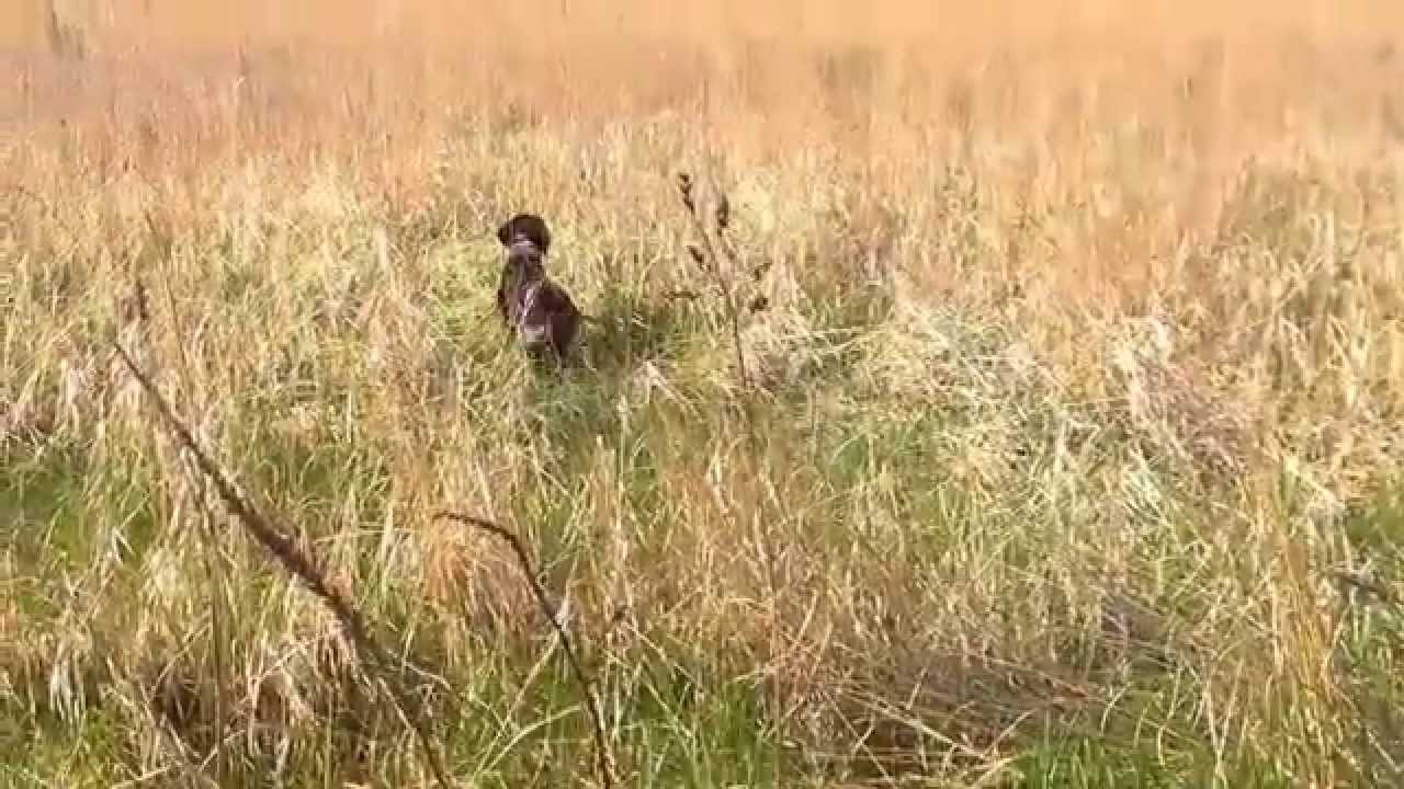 Дратхаар работа со стойкой