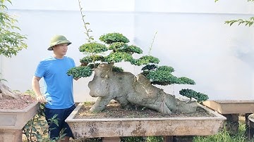 Báo giá siêu phẩm Duối và một số cây bonsai đẹp ✓Bshp (Mr Đại 0967828345 )