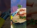Short Succulent DX 00032