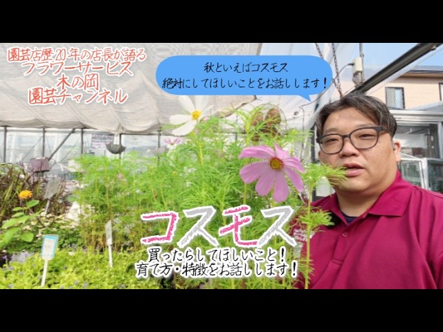 宿根コスモス類問い合わせ What to Do After Buying Cosmos! Growing Tips and Characteristics