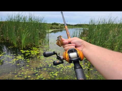 These Toothy Fish DESTROYED My Lures!! (NEW SPECIES)