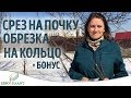 Как правильно делать срез на почку и обрезку на кольцо.