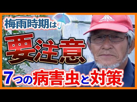 七月の家庭菜園病害対策｜今すぐできる6つの対処法