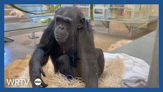 Here's a look at the new chimpanzee complex at Indianapolis Zoo