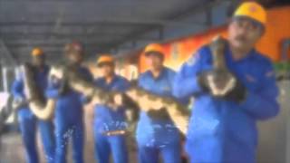 Celebrity So Sad!! World Mourns As The Longest Ever Captured Python Dies Must See Photos Wealth