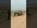 Rhinos at Nairobi National park