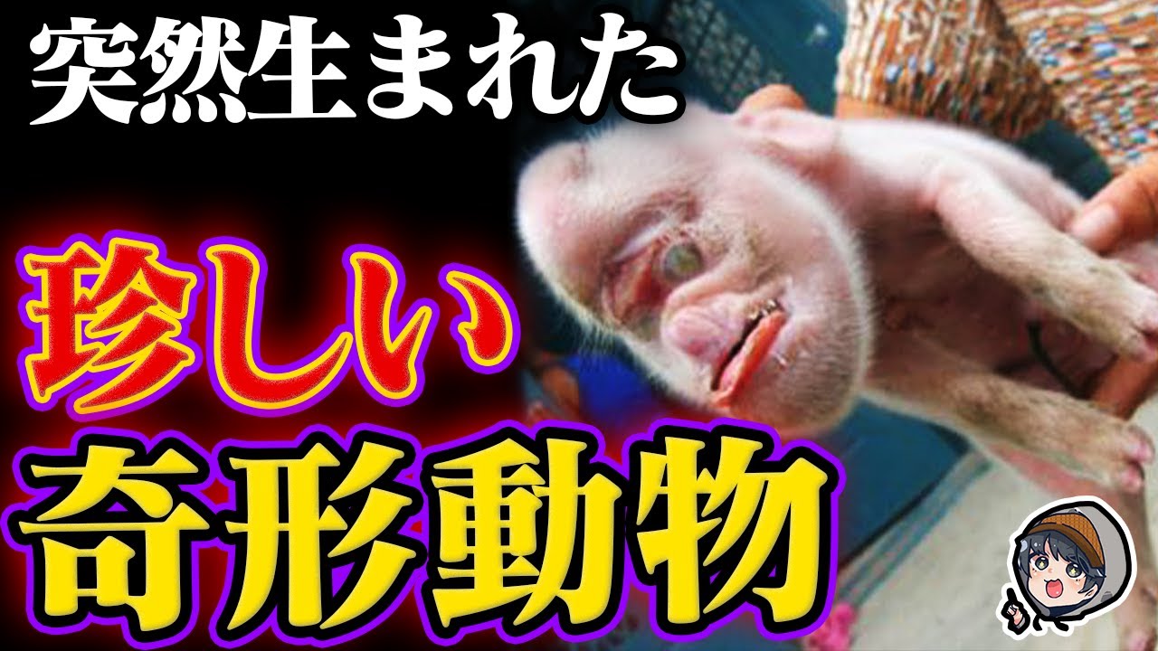 衝撃 突然変異した奇妙な動物７選 Youtube
