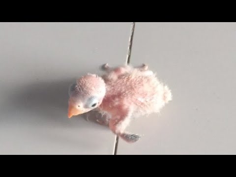 INILAH ANAK BURUNG LOVEBIRD USIA 10 HARI 