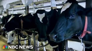 New concern about bird flu in cows as traces of the virus appear in more milk samples