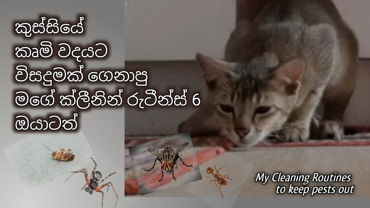 ක්ලීනින් රුටීන්ස් 6 කින් කුස්සියේ මැසි, කැරපොතු, හූනු, කූඹි, මකුළු කරදරය නවත්තමු| Pests Control Tips
