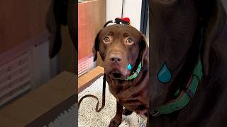 Sam Labrador Leidet Wegen Diät