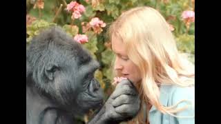 Intro to Koko & The Gorilla Foundation 2022