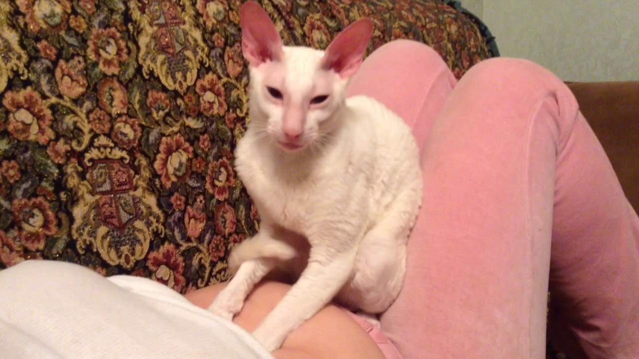 trim 16F6BB89 6D41 4673 B137 13FFDA458F59