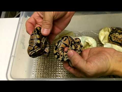 BP_2012_Clutch24_UPDATE