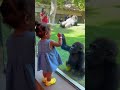 👉 “Wait… What This Gorilla Did Next 😳”