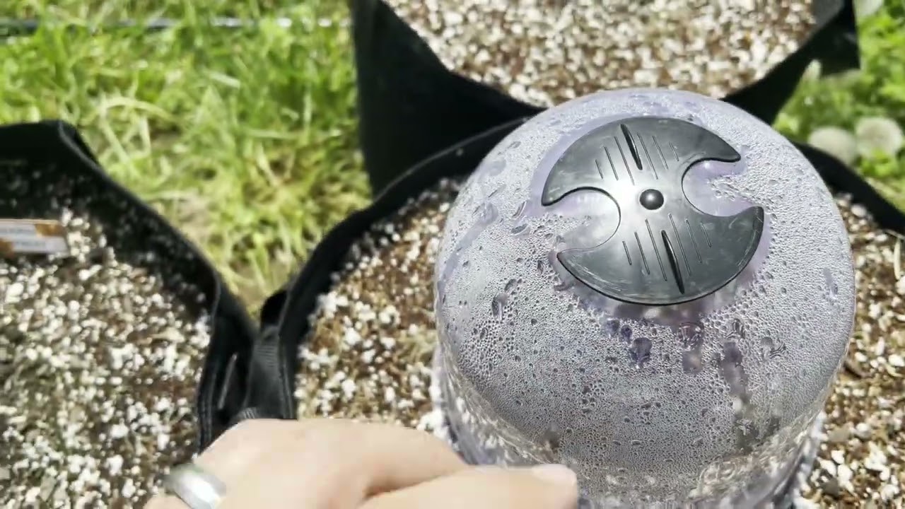 [5] Outdoor Grow 2024 - Problems and Solutions