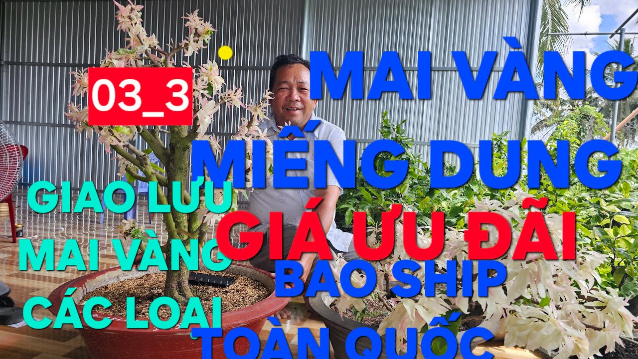 0366 048 123 MAI VÀNG MIẾNG DUNG GIAO LƯU MAI VÀNG CÁC LOẠI