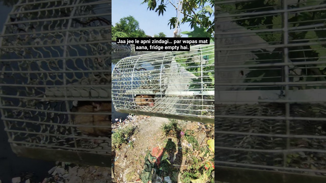 Mission successful… ek aur guest ko ghar se evacuation! 