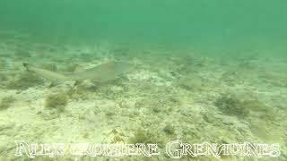 Requin Citron Youtube