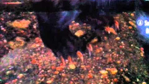 My skyrim bear stcuck in animation glitch